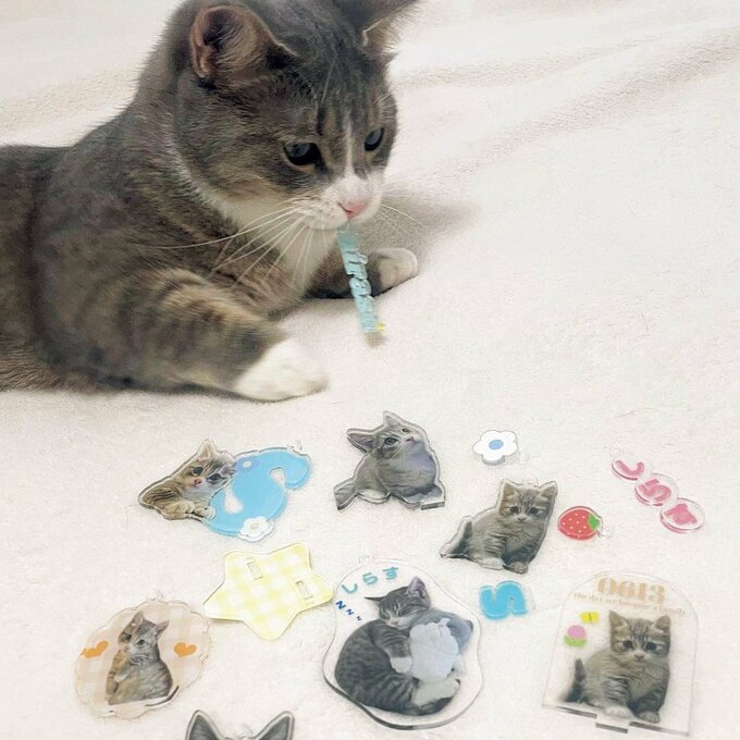 愛猫のアクスタ、キーホルダー