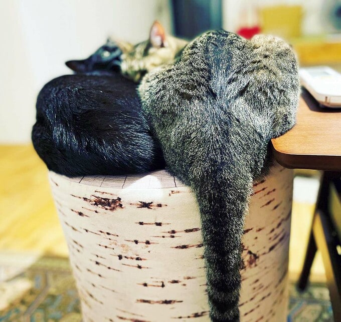 リビングでくつろぐネコ