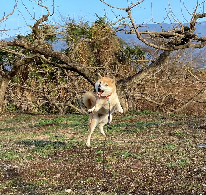 飛び跳ねる犬