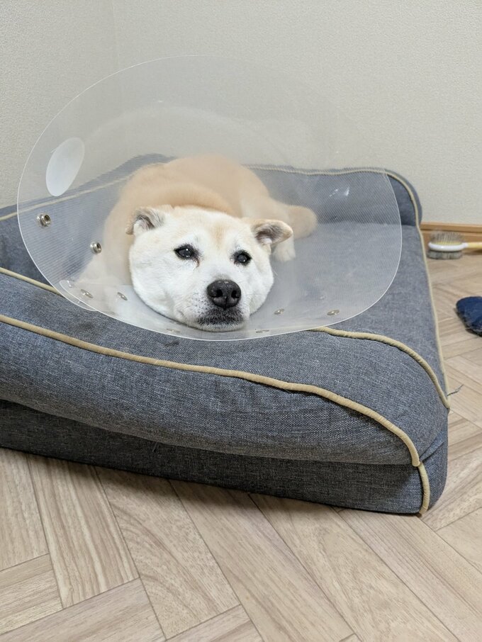 エリザベスカラー