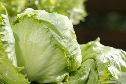 しなしなの「レタス」がシャキシャキになるコツ。水分が抜けてもひと手間で復活