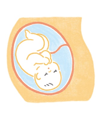 胎児のイラスト