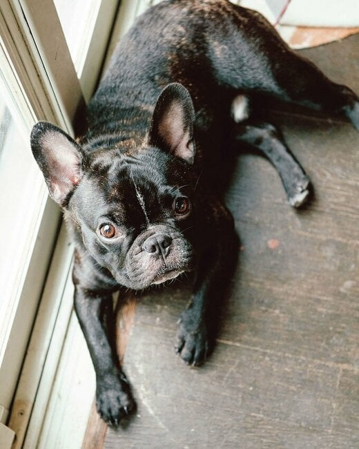 娘の愛犬・ジゲンくんはフレンチブルドッグの男の子。やんちゃ盛りで、少しもじっとしていません。「なんでもかじろうとするから、床にものが置けなくて。片づいてかえっていいのかも（笑）」