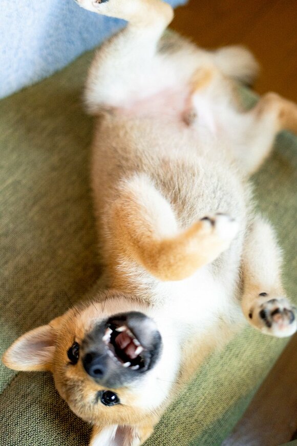 寝転ぶ子犬