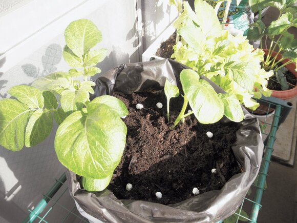 2度目の追肥&増し土