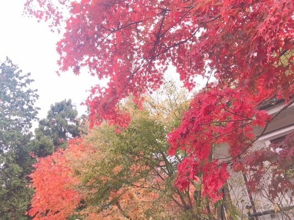 赤い葉