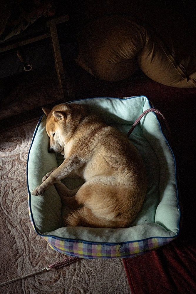 眠る犬