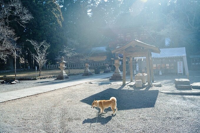 境内を遊歩する犬
