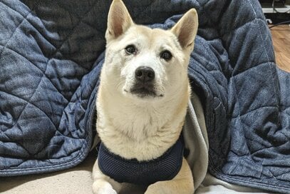 保護犬と暮らして約8年。一時的に「缶詰ご飯」をあげたら思わぬ事態が発生