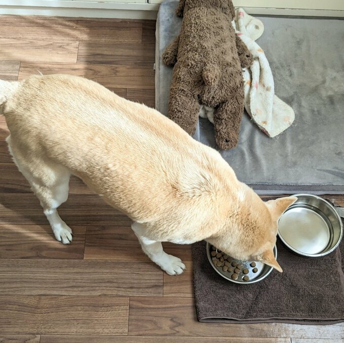 ごはんをうれしそうに食べるふうちゃん