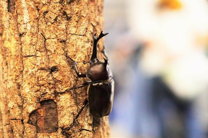 カブトムシやクワガタと実際にふれあえるコーナーも!