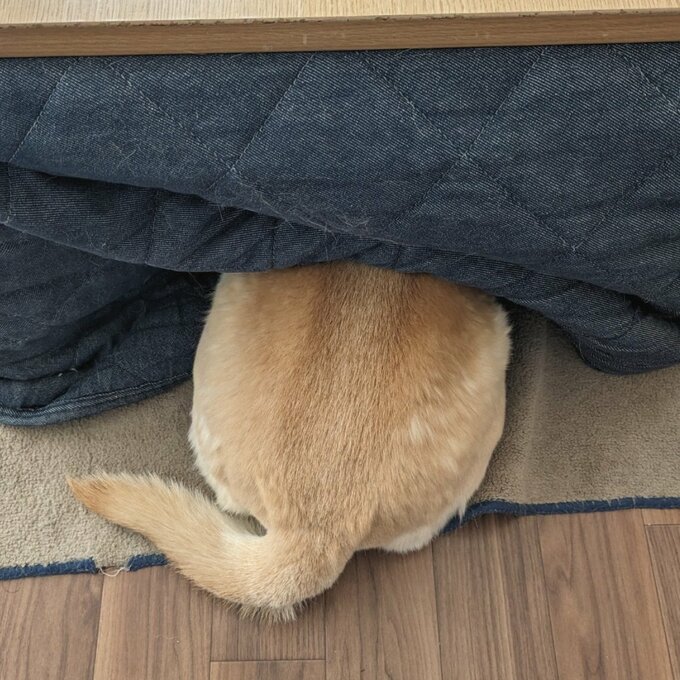 ふうちゃん