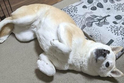 わんこの体のやわらかさにウットリ。「ヨガ風のポーズ名をつける遊び」が楽しすぎて…