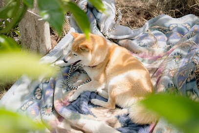 犬のお茶目すぎるセブンルール。ご飯、散歩、そして“お尻”＜inubot回覧板＞