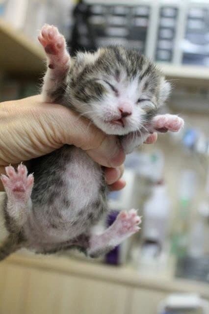 子猫を持つ様子