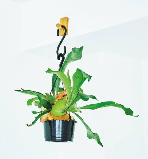 ハンギングプランツ