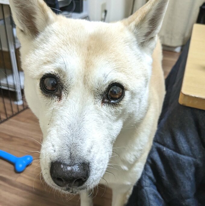 ふうちゃんの目ヤニ