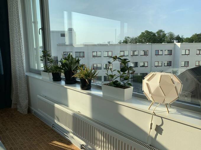 窓際に植物とランプを飾っている様子