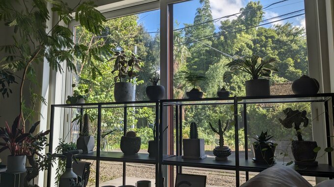 近所に木がたくさんある