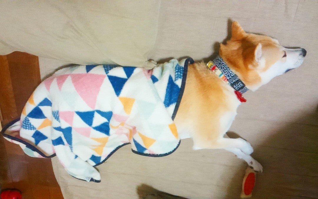 保護犬マンガ 寝言で キュンキュン 足をバタバタ ワンコは肉の夢を見る Esseonline エッセ オンライン