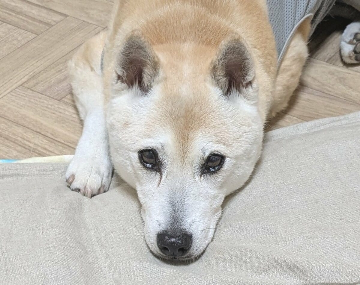 保護犬と暮らして10年で深まった「犬愛」。わが子がいちばん！でも、すべての犬が「世界一」に変わった理由 | ESSEonline（エッセ オンライン）