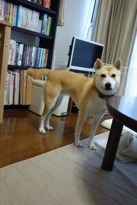 ふうちゃん「かまってくれてもいいのよ」