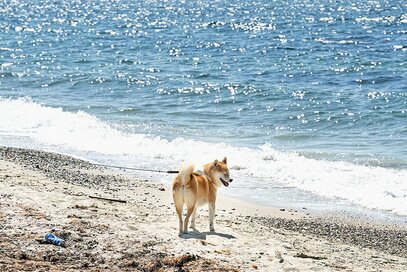 生まれて初めて潮風を浴びる犬と、夏の終わりを走って＜inubot回覧板＞