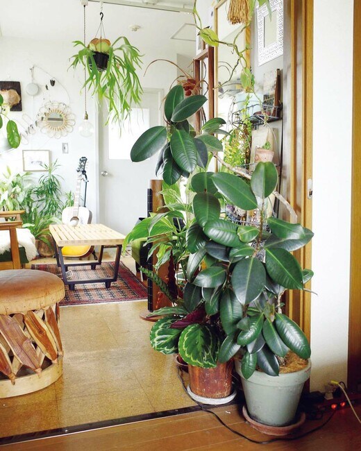 フィカス・バーガンディ