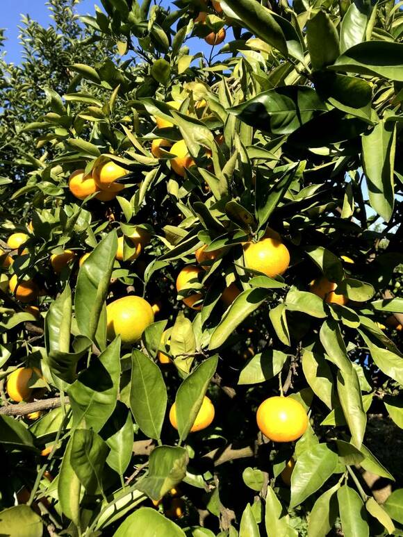 昨年の豪雨で生き残ったミカンの木
