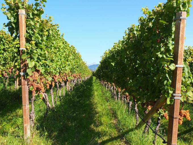 北イタリアで多く栽培されるピノ・グリージョ