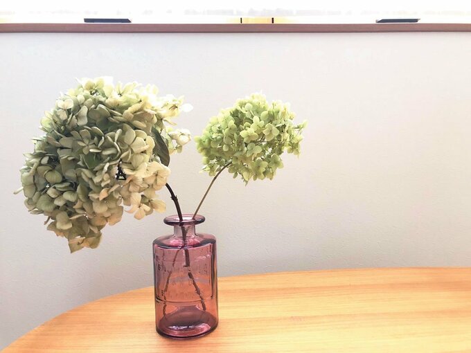 ドライアジサイ