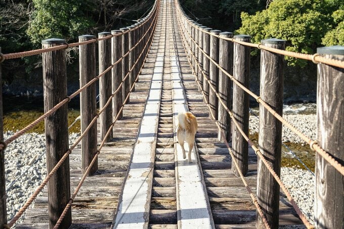 つり橋と犬