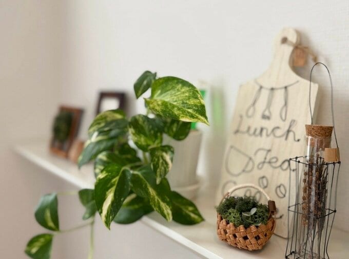 植物が主役のナチュラルなディスプレイ