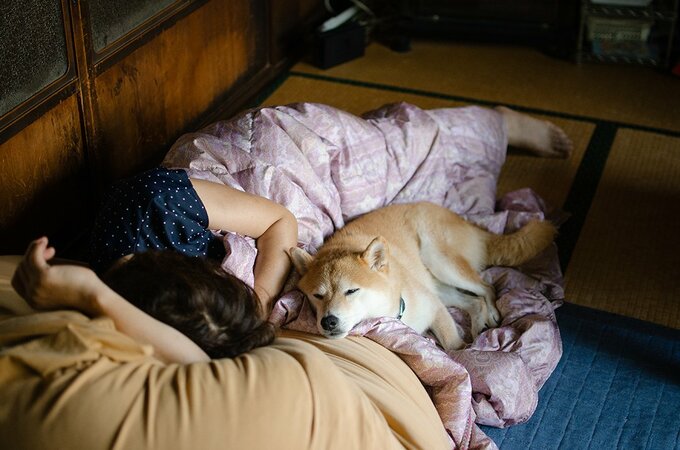 犬はよく昼寝をしている