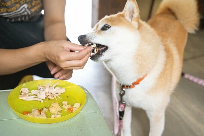 勢いよく食べる犬