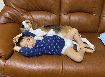 子どもとじゃれあうビーグル。自慢のペットの萌え瞬間