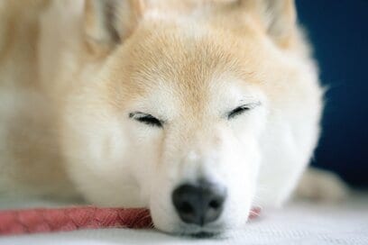 犬の毛並みも“衣替え”。夏の入り口に立った日、川辺で見つけた幸せ