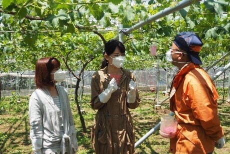 ジベレリン処理という作業を体験させていただきました。