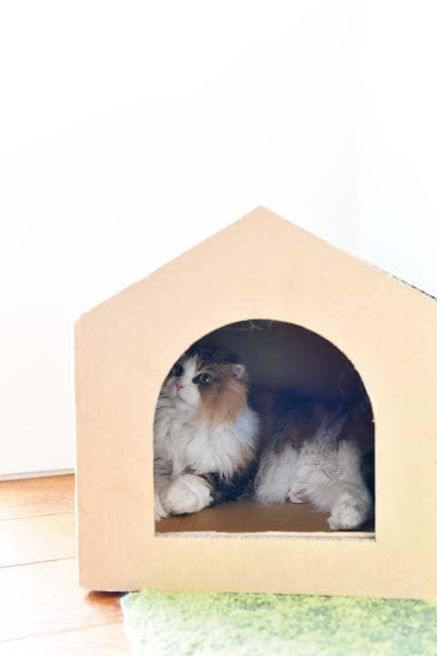 2匹の猫たちのお気に入りの居場所