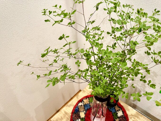 せのお愛さん「40代3児の母、家事ラクのためにお金をかけなくなったもの5つ。」観葉植物写真