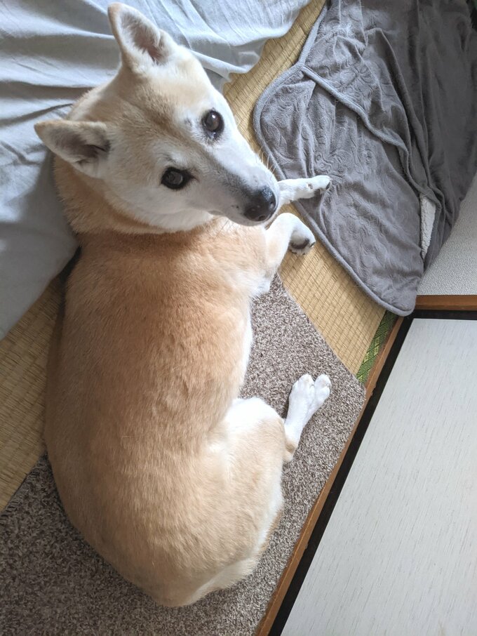 振り返るふうちゃん2