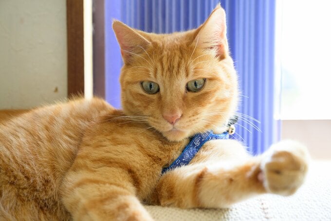 旅の相棒もなんと猫! 愛猫のモカ君と日本中を旅し ます。2023年の夏は北海道を訪れました