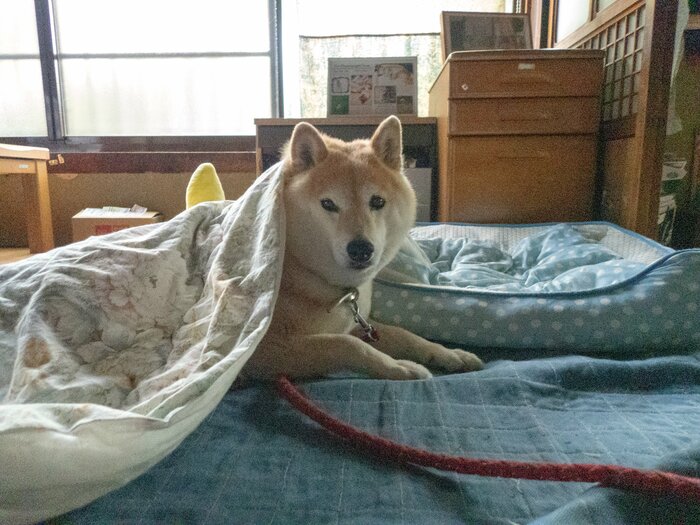 新カメラでつむぐ「6月」の犬。何気ない日常で感じた大切な存在