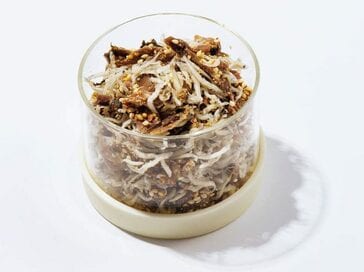 困ったときの「おかずふりかけ」。かけるだけでお弁当のバリエがぐっと広がる