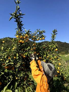 ミカン農家の娘だからわかる、おいしい個体の見分け方＜暮らしっく＞