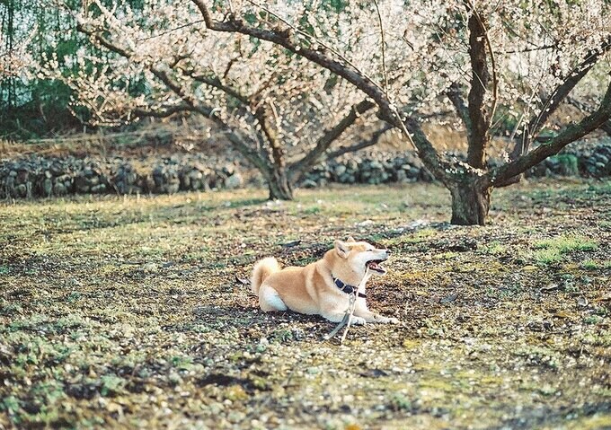 春の訪れを犬と見つける