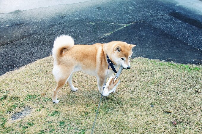 犬自ら木の棒を拾ってくる