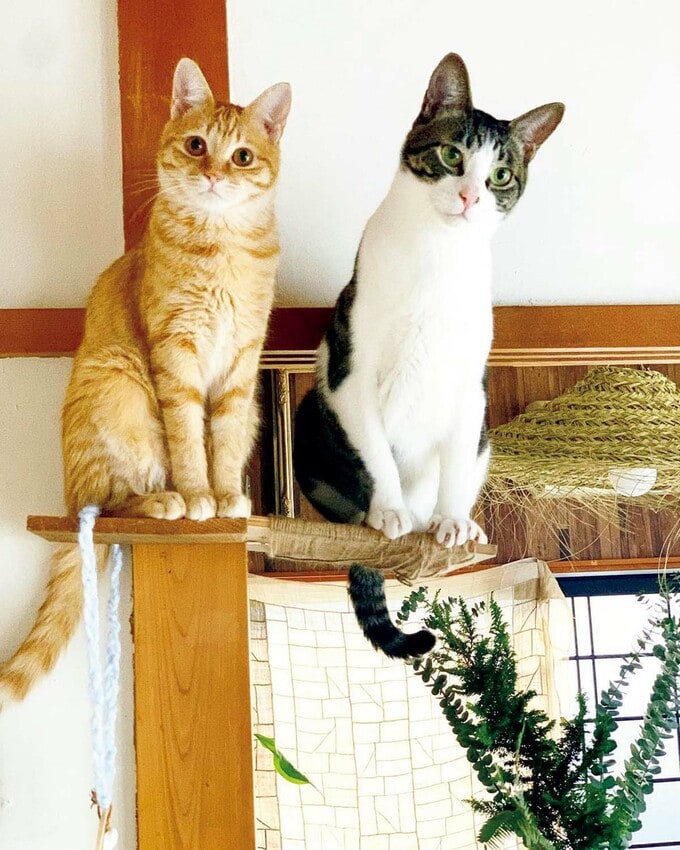 茶々は麦が大好き