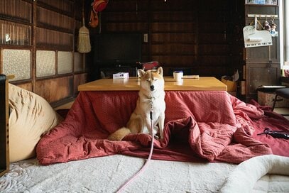 犬とコタツ布団に挟まれて眠る、至上のお正月＜inubot回覧板＞