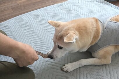 愛犬に「ご当地土産」を購入。知ってしまった”熊本”の味…